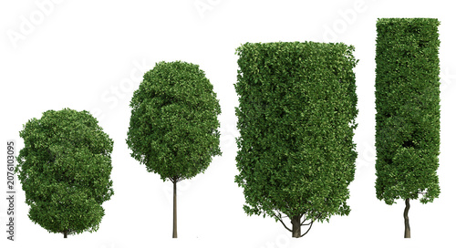 3D Render Of European Hornbeam Trees And Shrubs In Lush Green Forms On Transparent Background