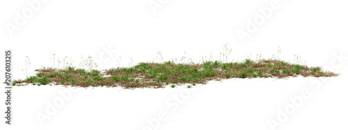 3D Render Of Lush Green Grass Blades On Transparent Background For Natural Texture And Design Backgrounds