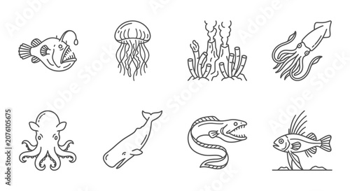 Photography Marine Life Ocean Creatures Sea Animals 2.