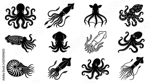 Photos Black squid and octopus sea creatures.