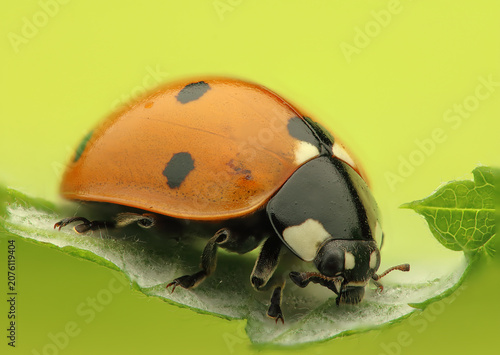 A ladybug on a leaf