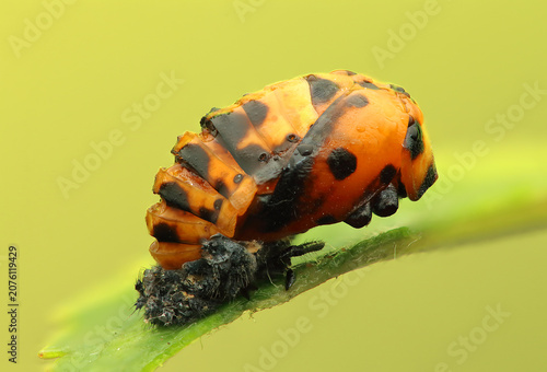 Insect: ladybug pupa on a leaf