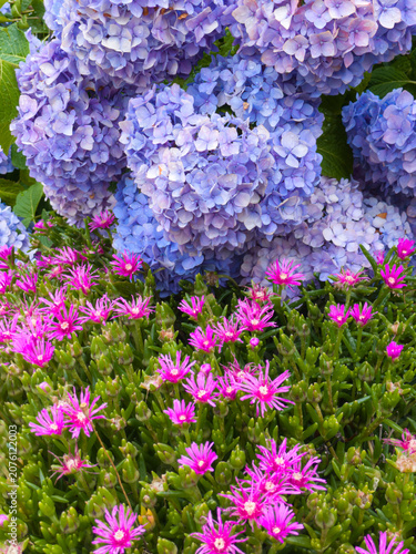 しっとりとした質感を残す淡いパープルの紫陽花と、手前で力強く開花する鮮烈なマツバギクのコントラスト写真
