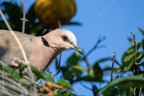 Bild auf Leinwand Portrait of a red-eyed dove