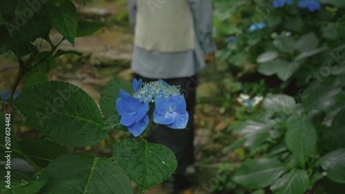 雨上がりにアジサイの小径を進んでいく女性