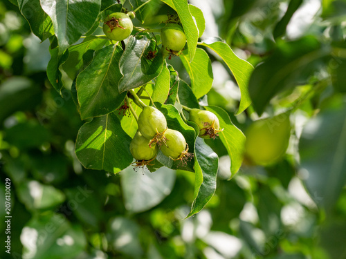 Green pears grow on the branches of a pear tree..