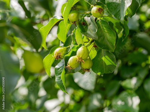 Green pears grow on the branches of a pear tree..