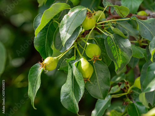 Green pears grow on the branches of a pear tree..
