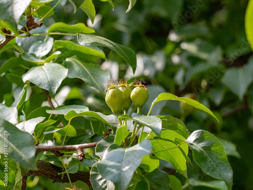 Green pears grow on the branches of a pear tree..