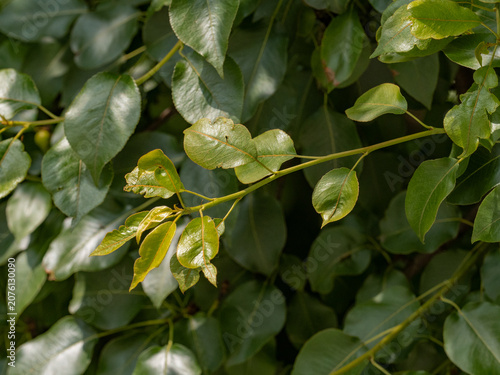 Green pears grow on the branches of a pear tree..