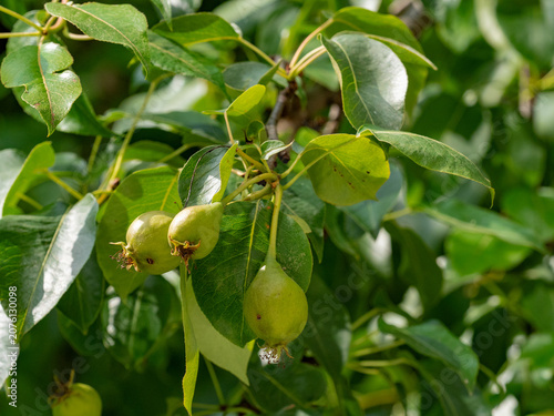 Green pears grow on the branches of a pear tree..