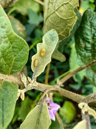 Closeup view of a Mexican bean beetle larva (Epilachna borealis) on a leaf. Selective focus.