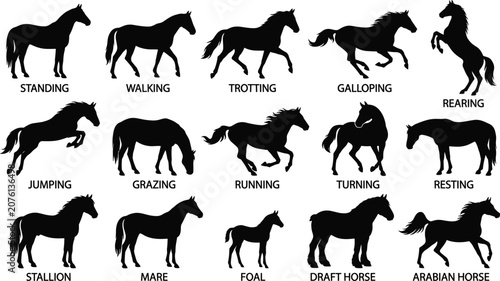Konstfotografi Horse Gaits Poses and Equine Breeds Silhouette Vector Icon Set