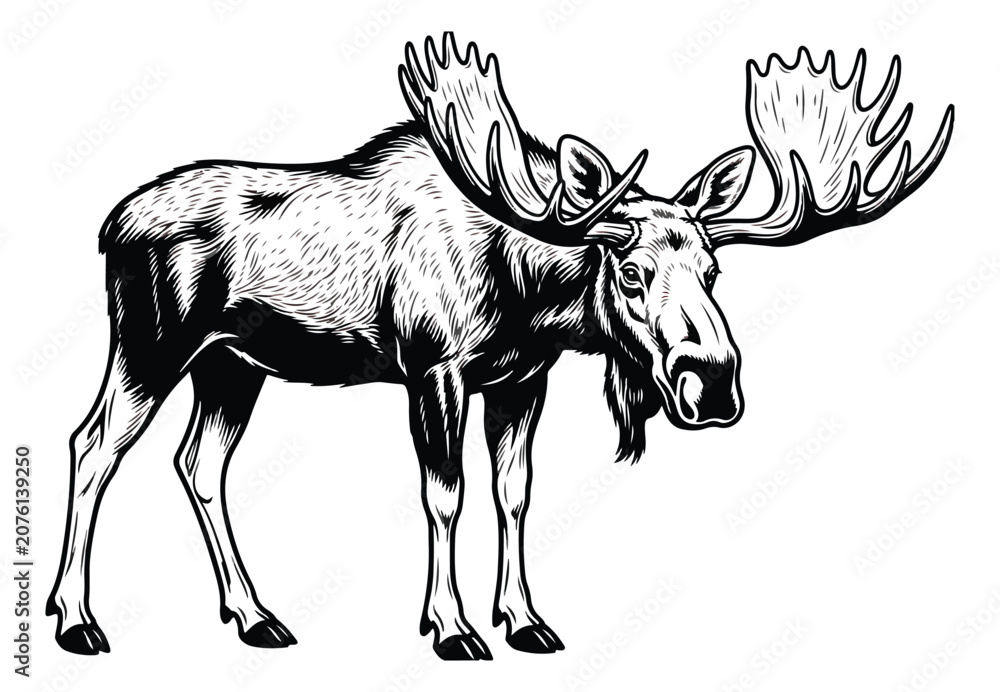 Fototapeta premium Vintage moose illustration in woodcut style, black and white bull elk with large antlers vector, majestic forest animal sketch for hunting and outdoor logos