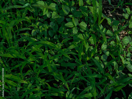 Overhead view of lush green grass and wild weeds field, moody natural foliage texture backdrop