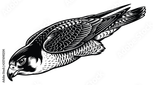 Obraz na płótnie Vintage peregrine falcon diving vector illustration, black and white hunting haw