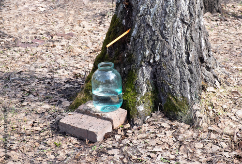 Collecting birch sap in a glass jar in the forest. Spring