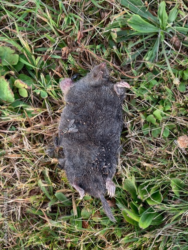 Dead European mole Talpa europaea body on green grass with flies closeup