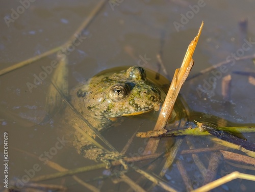 European yellow-bellied toad Bombina variegata in a muddy pond close-up. Nature of Czech republic.