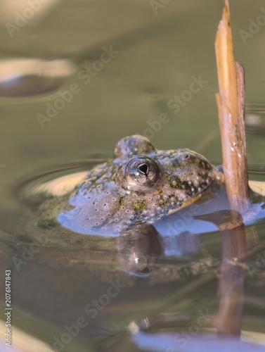 European yellow-bellied toad Bombina variegata in a muddy pond close-up. Nature of Czech republic.