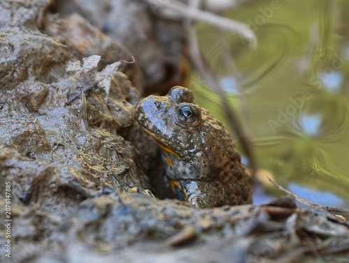 European yellow-bellied toad Bombina variegata in a muddy pond close-up. Nature of Czech republic.