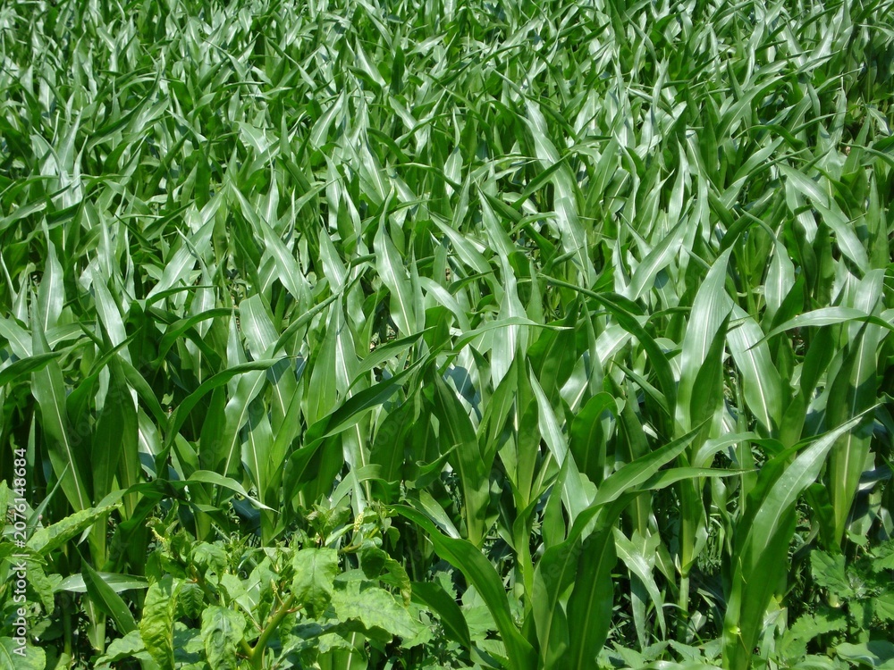 Fototapeta premium Green corn field growing during summer season