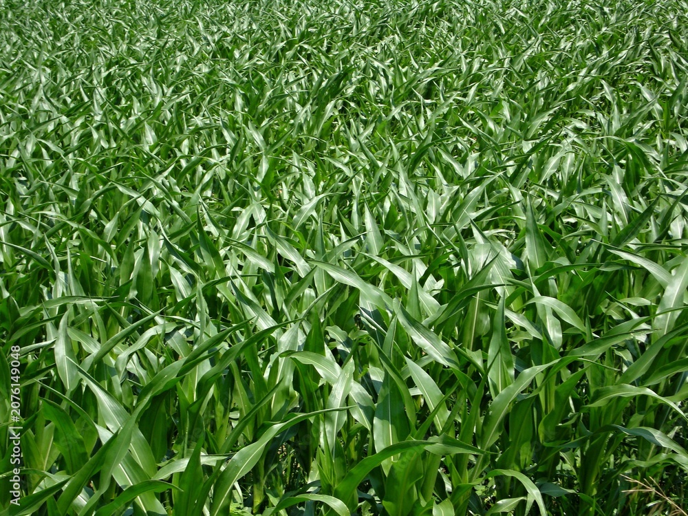 Fototapeta premium Green corn plants growing in agricultural cornfield