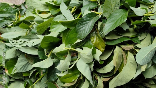 green leaves background