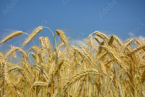 Bild auf Leinwand Ripening yellow wheat ears beneath a clear blue summer sky