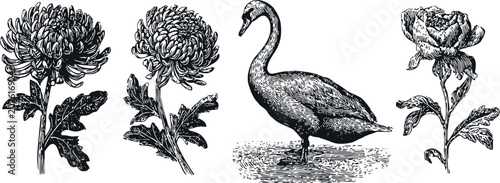 Engraving chrysanthemum flowers and swan vintage floral set with detailed aquatic bird illustration