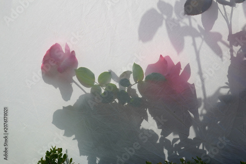 Fotografía Reflectors, pink roses, shadows, beauty is impossible to deceive