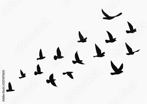 vector silhouettes of birds