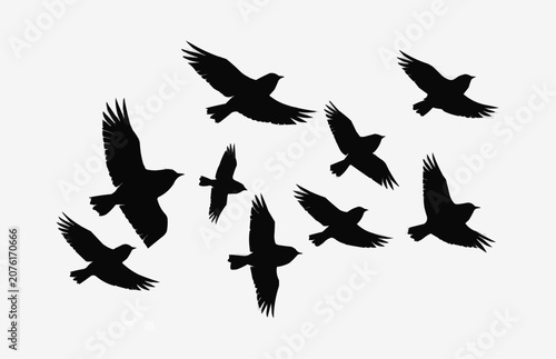 set of birds