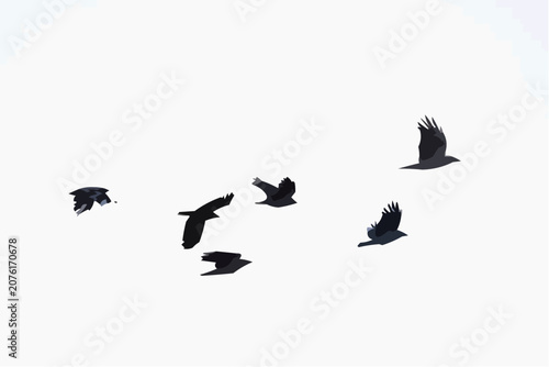 birds in flight