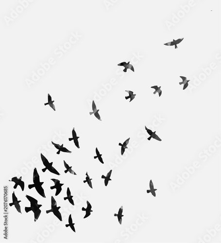 flock of birds