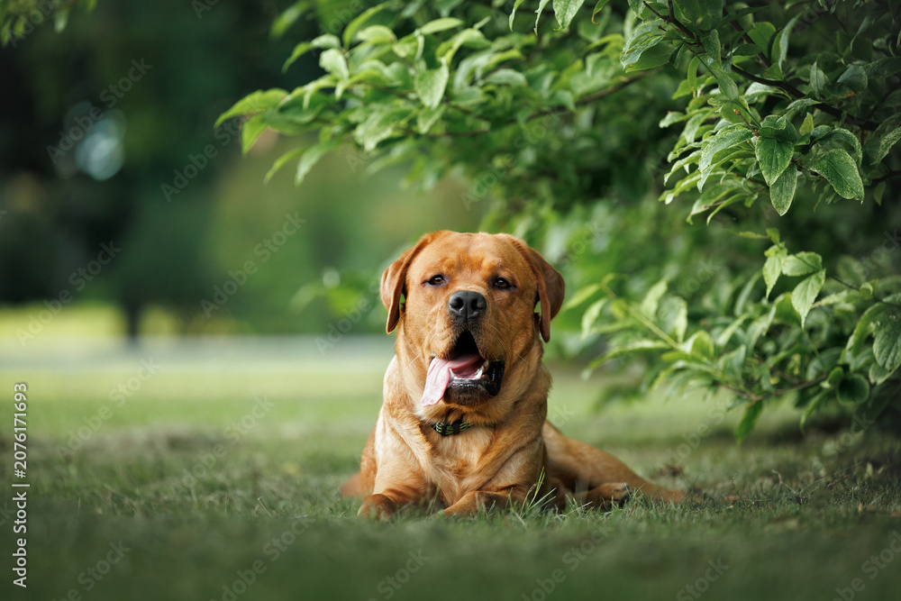 Naklejka premium labrador retriever dog lying under a tree in summer