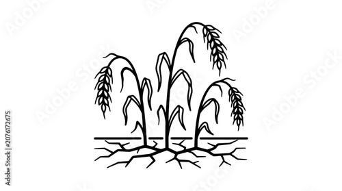 Dry Cracked Earth and Wilted Wheat Stalks - Drought Concept