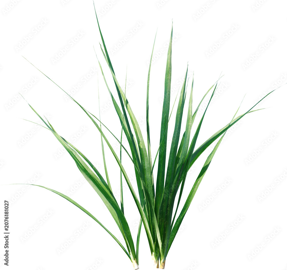 Fototapeta premium field, plant, agriculture, corn, nature, food, leaf, farm, grass, rosemary, summer, crop, herb, isolated, growth, sky, farming, maize, landscape, leaves, wheat, rural, garden, vegetable, organic, farm