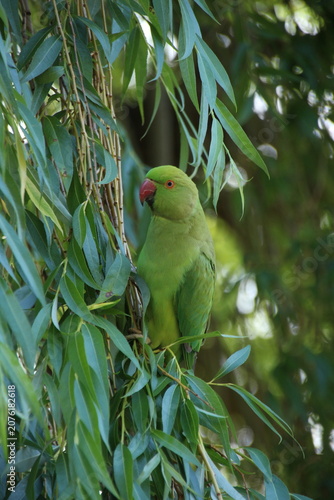 Fotografie A wild Rose-ringed or Ring-necked parakeet (Psittacula krameri) in a tree in Reg