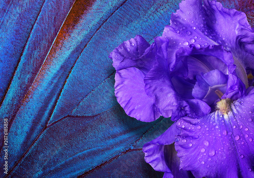 Colorful purple iris flower and blue wing of tropical morpho butterfly. Close up