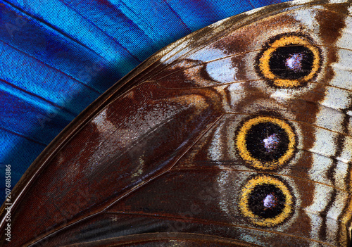 A close-up of the wings of a tropical Morpho butterfly. Abstract pattern of M...