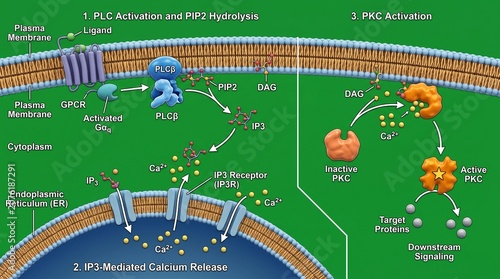 Phospholipase C hydrolyzing PIP2 into IP3 and DAG molecules