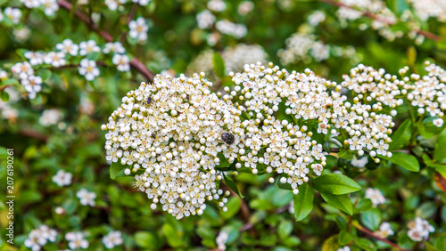 Close-up of small white flowers blooming on a Spirea, shrub with a small beetle