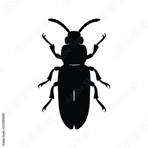Schilderij op canvas Silhouette of woodworm beetle detailed anatomy vector illustration in black and