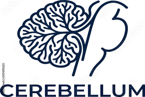 Foto Cerebellum structure is depicted in this detailed medical line art illustration