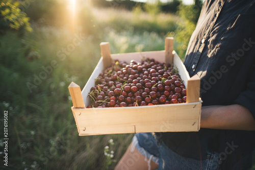 Принти на полотні Freshly picked sour cherries during harvest