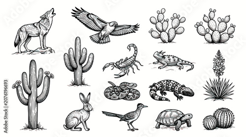 Vintage desert wildlife and cactus vector set, hand drawn woodcut style desert animals and plants, black and white engraved nature illustrations