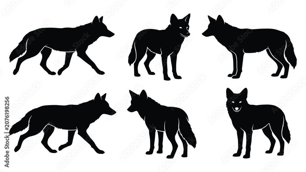 Obraz premium Coyote silhouette collection in various standing and walking poses isolated on a white background for wildlife animal study layouts.