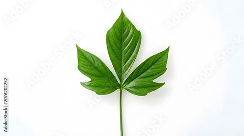 Leaf Plant Green Botanical Nature Organic