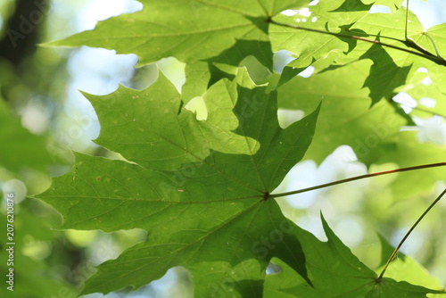 Fresh green maple leaves glowing in sunlight with soft bokeh background